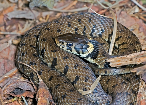 Grass Snake The Wildlife Trusts   Grass Snake Ctpt David Chamberlain 